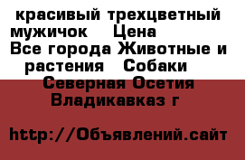красивый трехцветный мужичок  › Цена ­ 10 000 - Все города Животные и растения » Собаки   . Северная Осетия,Владикавказ г.